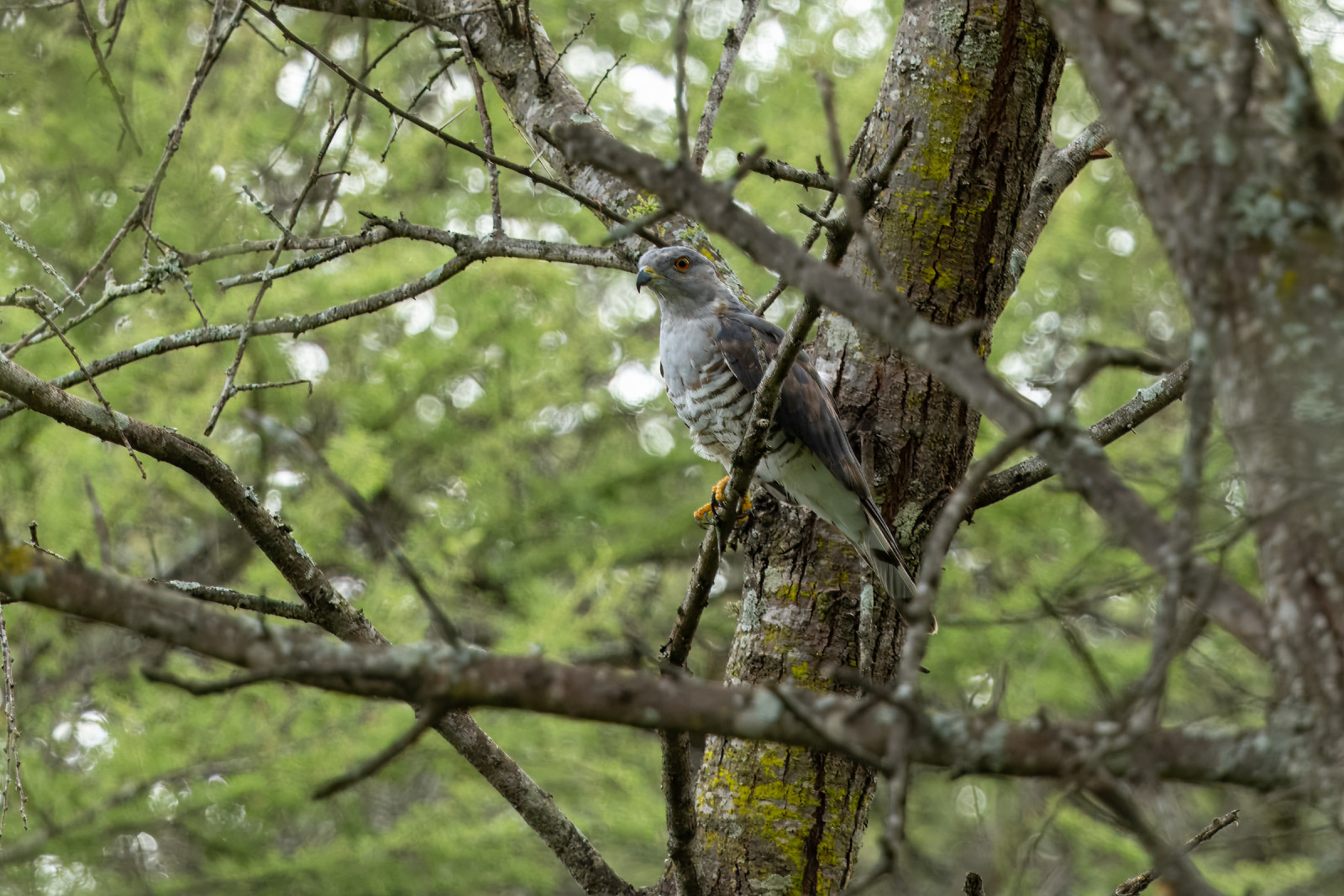 image African Cuckoo-Hawk